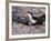 Black Skimmer, Texas, USA-Dee Ann Pederson-Framed Photographic Print