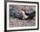 Black Skimmer, Texas, USA-Dee Ann Pederson-Framed Photographic Print