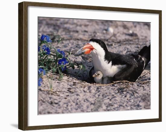 Black Skimmer, Texas, USA-Dee Ann Pederson-Framed Photographic Print