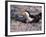 Black Skimmer, Texas, USA-Dee Ann Pederson-Framed Photographic Print