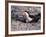 Black Skimmer, Texas, USA-Dee Ann Pederson-Framed Photographic Print