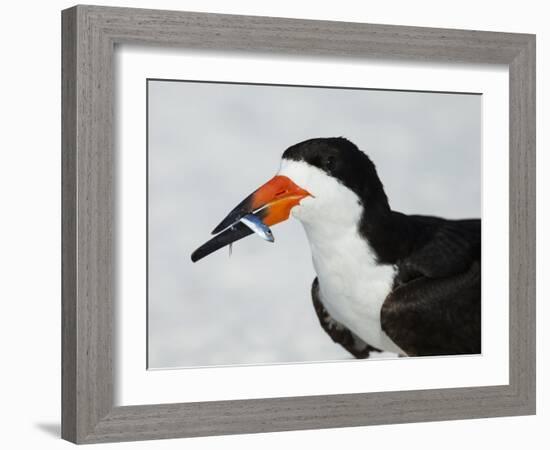 Black Skimmer with Green-Back Minnow for Missing Chick, Gulf of Mexico, Florida-Maresa Pryor-Framed Photographic Print