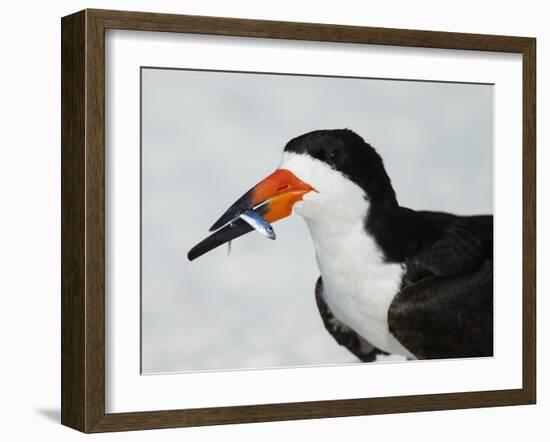 Black Skimmer with Green-Back Minnow for Missing Chick, Gulf of Mexico, Florida-Maresa Pryor-Framed Photographic Print