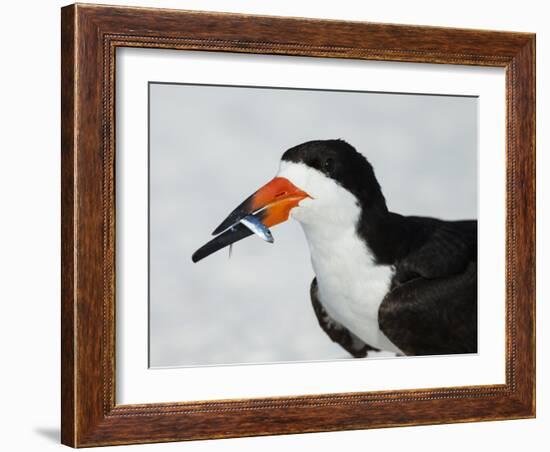Black Skimmer with Green-Back Minnow for Missing Chick, Gulf of Mexico, Florida-Maresa Pryor-Framed Photographic Print