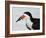 Black Skimmer with Green-Back Minnow for Missing Chick, Gulf of Mexico, Florida-Maresa Pryor-Framed Photographic Print