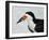 Black Skimmer with Green-Back Minnow for Missing Chick, Gulf of Mexico, Florida-Maresa Pryor-Framed Photographic Print