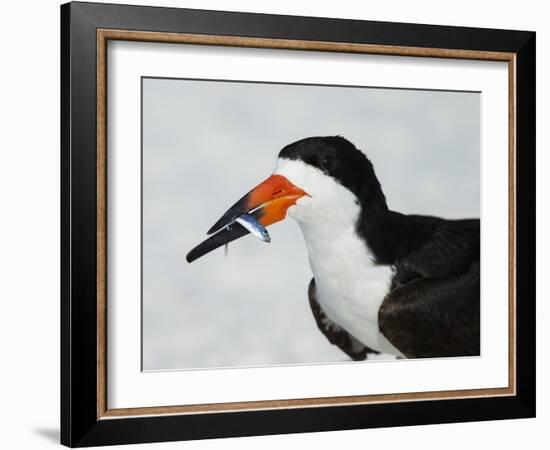 Black Skimmer with Green-Back Minnow for Missing Chick, Gulf of Mexico, Florida-Maresa Pryor-Framed Photographic Print