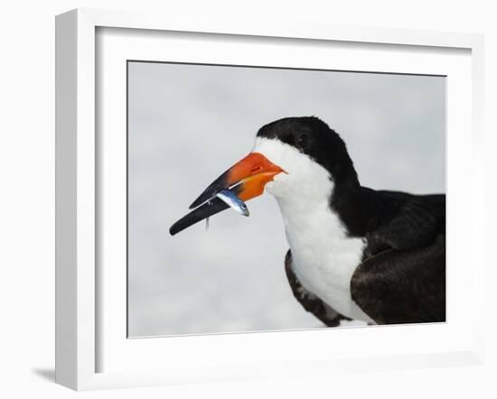 Black Skimmer with Green-Back Minnow for Missing Chick, Gulf of Mexico, Florida-Maresa Pryor-Framed Photographic Print