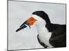 Black Skimmer with Green-Back Minnow for Missing Chick, Gulf of Mexico, Florida-Maresa Pryor-Mounted Photographic Print