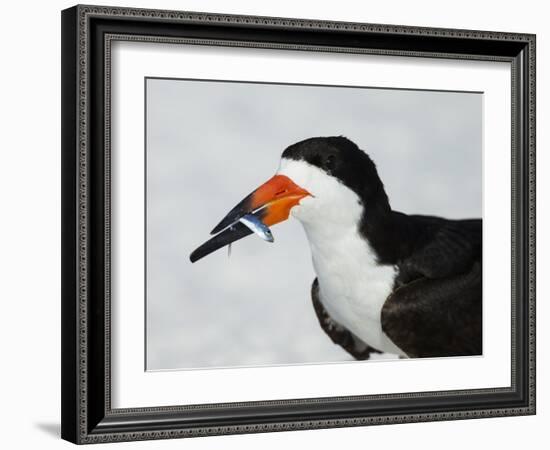 Black Skimmer with Green-Back Minnow for Missing Chick, Gulf of Mexico, Florida-Maresa Pryor-Framed Photographic Print