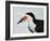 Black Skimmer with Green-Back Minnow for Missing Chick, Gulf of Mexico, Florida-Maresa Pryor-Framed Photographic Print