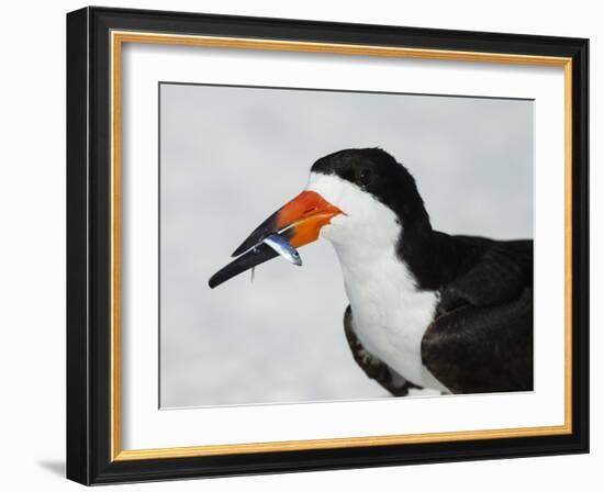 Black Skimmer with Green-Back Minnow for Missing Chick, Gulf of Mexico, Florida-Maresa Pryor-Framed Photographic Print