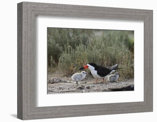 Black Skimmer with young, Port Isabel, Laguna Madre, Texas, USA-Rolf Nussbaumer-Framed Photographic Print