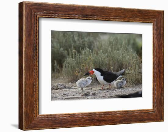 Black Skimmer with young, Port Isabel, Laguna Madre, Texas, USA-Rolf Nussbaumer-Framed Photographic Print