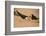 Black Skimmer-Joe McDonald-Framed Photographic Print