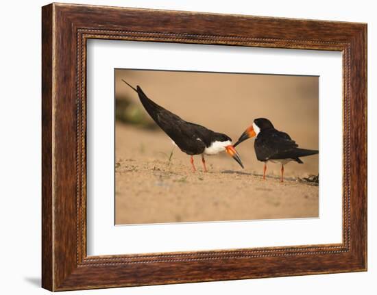 Black Skimmer-Joe McDonald-Framed Photographic Print