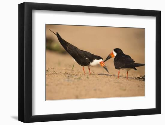 Black Skimmer-Joe McDonald-Framed Photographic Print