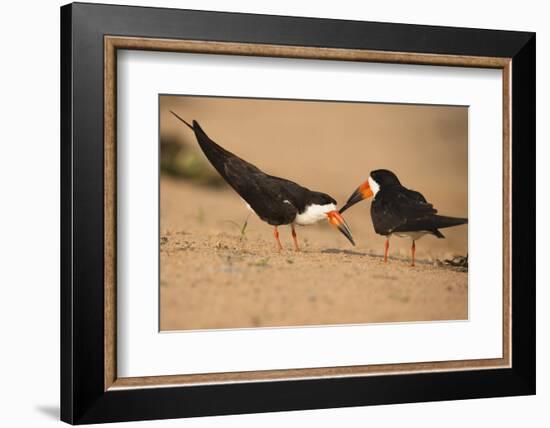 Black Skimmer-Joe McDonald-Framed Photographic Print