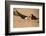 Black Skimmer-Joe McDonald-Framed Photographic Print