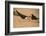 Black Skimmer-Joe McDonald-Framed Photographic Print