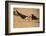 Black Skimmer-Joe McDonald-Framed Photographic Print