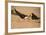 Black Skimmer-Joe McDonald-Framed Photographic Print