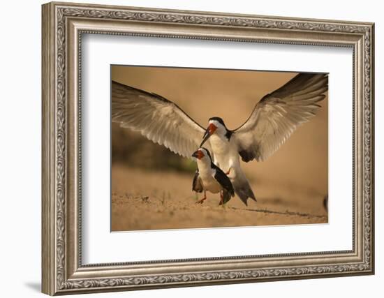 Black Skimmer-Joe McDonald-Framed Photographic Print