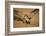 Black Skimmer-Joe McDonald-Framed Photographic Print