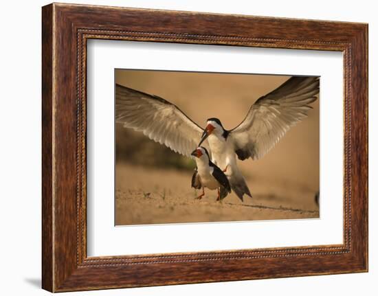 Black Skimmer-Joe McDonald-Framed Photographic Print