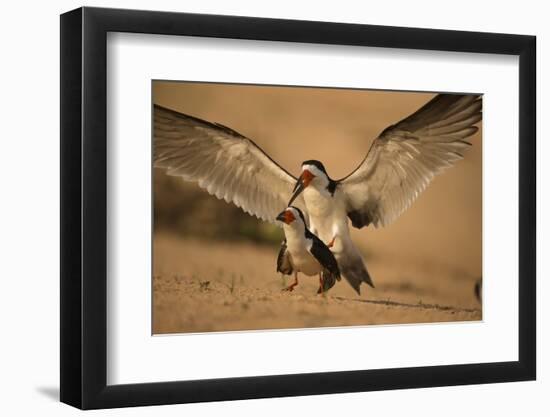 Black Skimmer-Joe McDonald-Framed Photographic Print