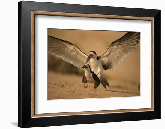 Black Skimmer-Joe McDonald-Framed Photographic Print