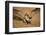 Black Skimmer-Joe McDonald-Framed Photographic Print