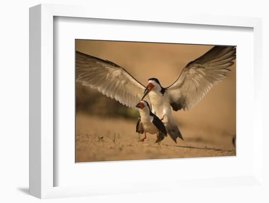 Black Skimmer-Joe McDonald-Framed Photographic Print