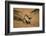 Black Skimmer-Joe McDonald-Framed Photographic Print