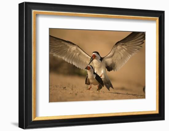 Black Skimmer-Joe McDonald-Framed Photographic Print