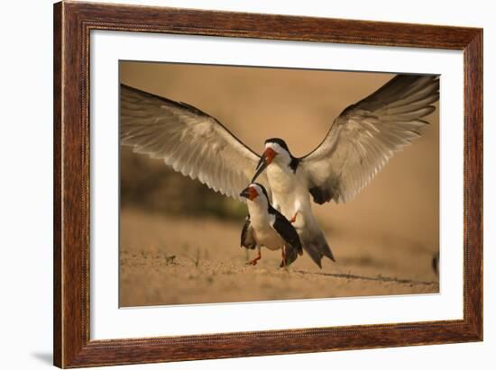 Black Skimmer-Joe McDonald-Framed Photographic Print