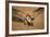 Black Skimmer-Joe McDonald-Framed Photographic Print