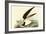Black Skimmer-John James Audubon-Framed Art Print