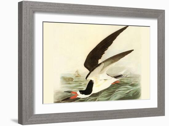 Black Skimmer-John James Audubon-Framed Art Print