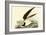 Black Skimmer-John James Audubon-Framed Art Print