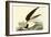 Black Skimmer-John James Audubon-Framed Art Print