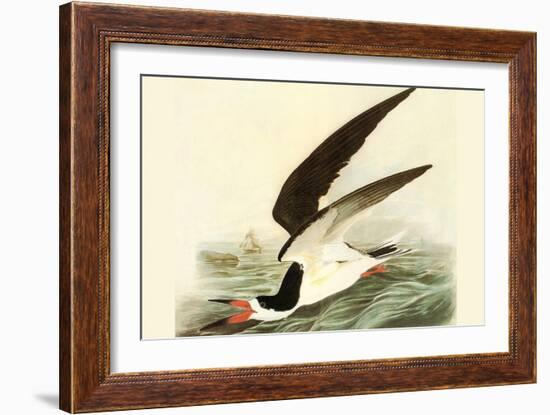 Black Skimmer-John James Audubon-Framed Art Print