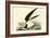 Black Skimmer-John James Audubon-Framed Art Print