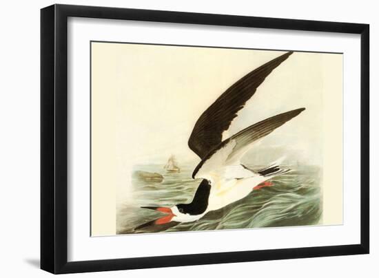 Black Skimmer-John James Audubon-Framed Art Print