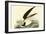 Black Skimmer-John James Audubon-Framed Art Print