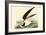 Black Skimmer-John James Audubon-Framed Art Print