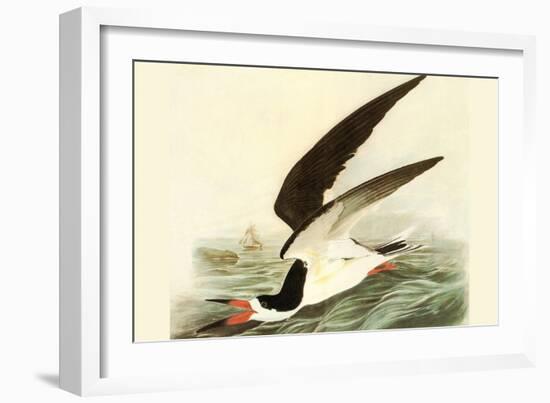 Black Skimmer-John James Audubon-Framed Art Print