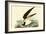 Black Skimmer-John James Audubon-Framed Art Print