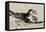 Black Skimmers at Nesting Colony-Larry Ditto-Framed Premier Image Canvas