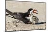 Black Skimmers at Nesting Colony-Larry Ditto-Mounted Photographic Print